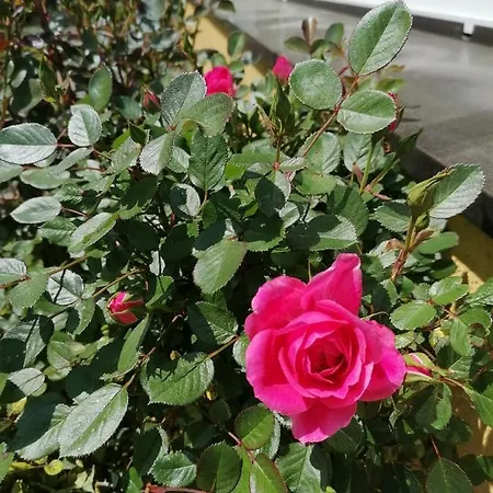 Апартаменты Schuhmann Therme Aquapulco Ikuna Erlebnispark Zoo Schmiding 20 Min Mit Auto Entfernt Mit Wintergarten Und Garten Ab 3 Naechte Buchbar Hinzenbach