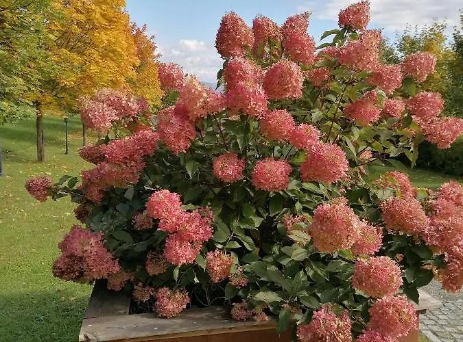 Apartment Schuhmann: Garden Retreat Near Thermal & Adventure Parks *