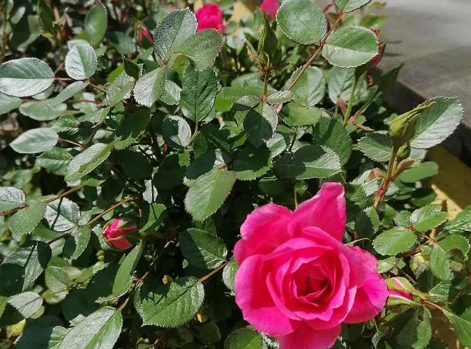 Daire Schuhmann Therme Aquapulco Ikuna Erlebnispark Zoo Schmiding 20 Min Mit Auto Entfernt Mit Wintergarten Und Garten Ab 3 Naechte Buchbar Hinzenbach